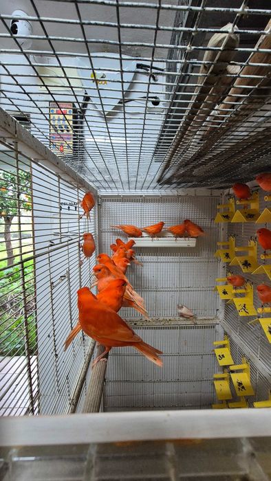 Canários de Competição e Criação