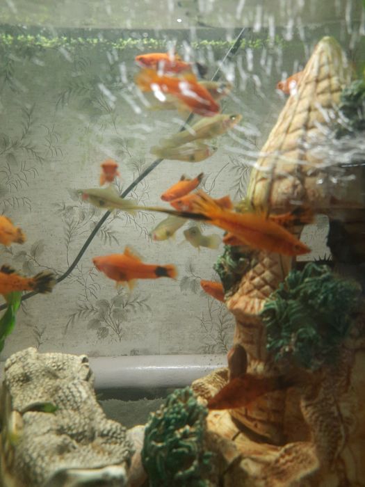 Меченосец. Аквариумные рыбки.