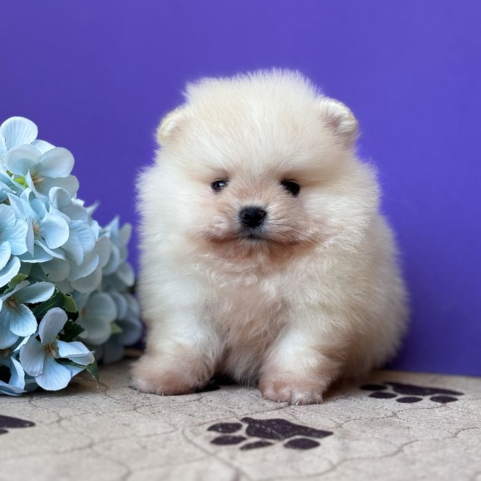 ляльковий Ведмедик шок классу