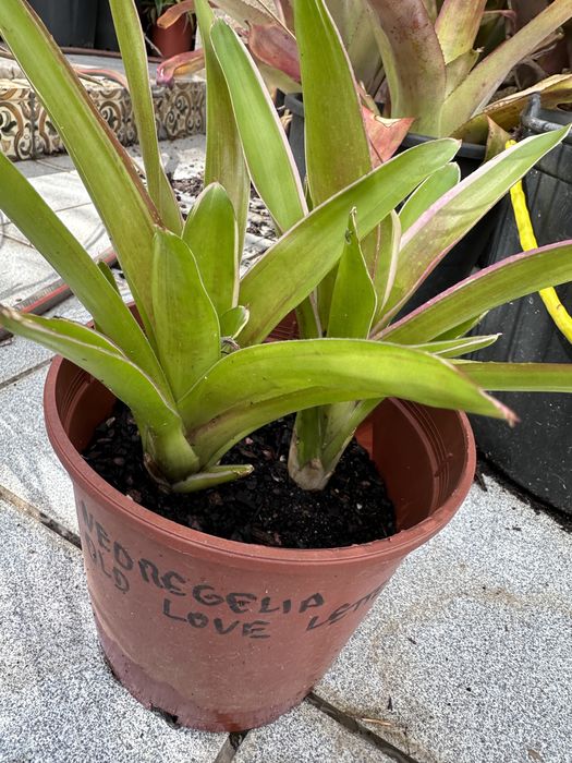 Bromelias variadas ……………