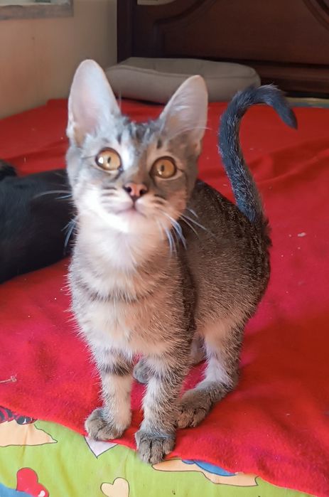 Gatinho macho, de 4 meses, para adoção.