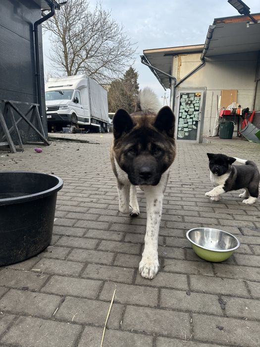 Szczeniaki Akita Amerykańska