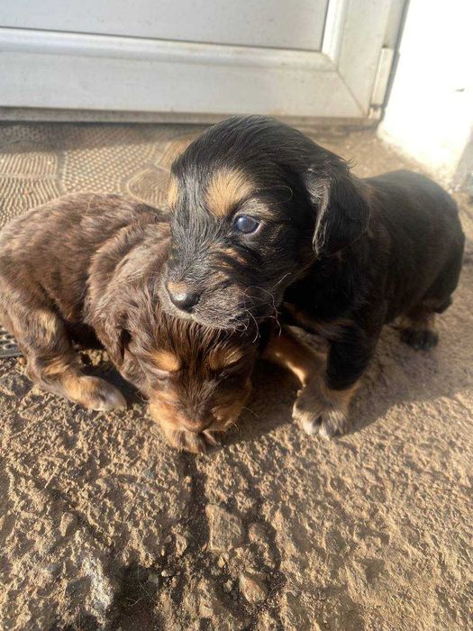 Метіс кокер спаніеля