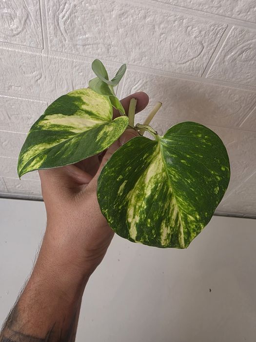 Epipremnum aureum 'Golden Pothos' jiboia