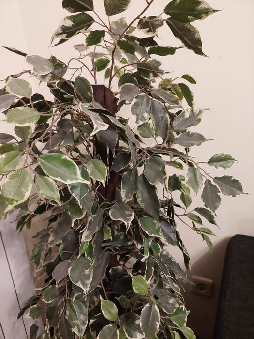 Vaso grande com planta artificial