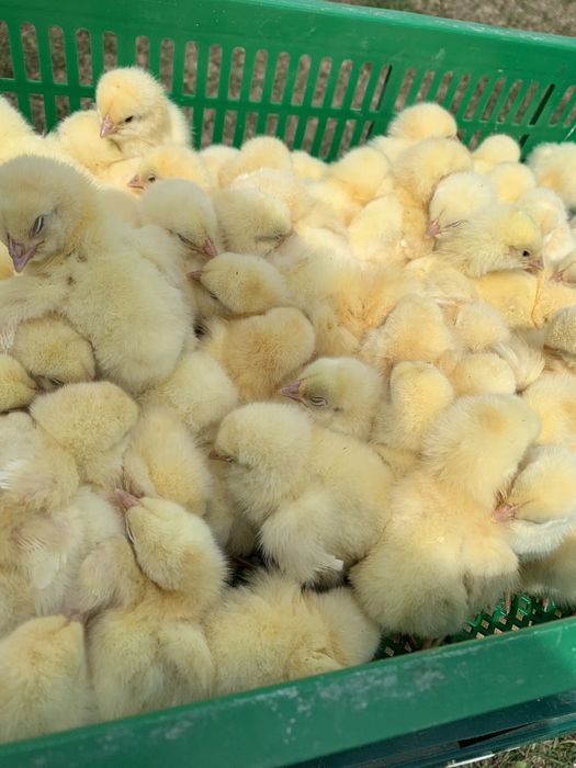 Бройлер кобб 500