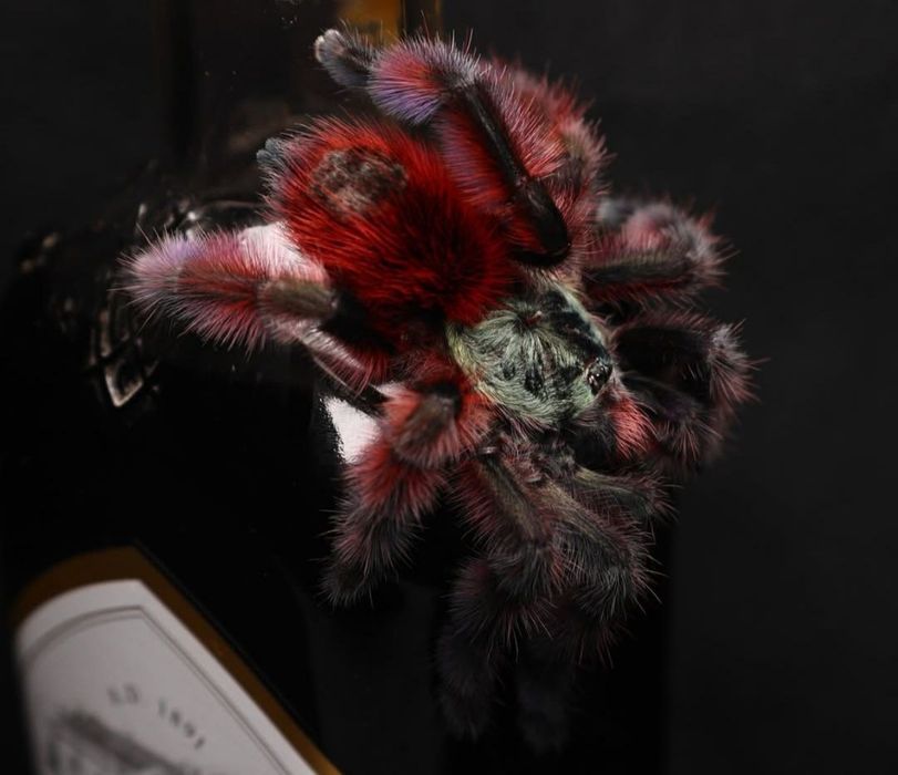 Caribena versicolor L1/2 karaibka wielobarwna