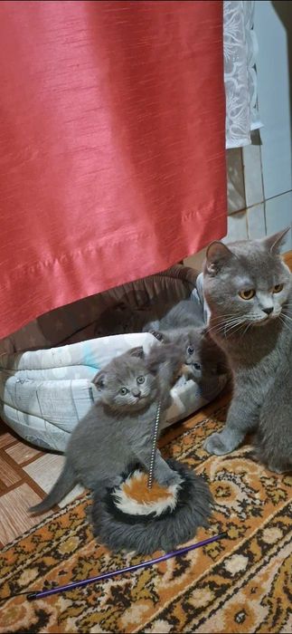 Шотландські  пухнастики.