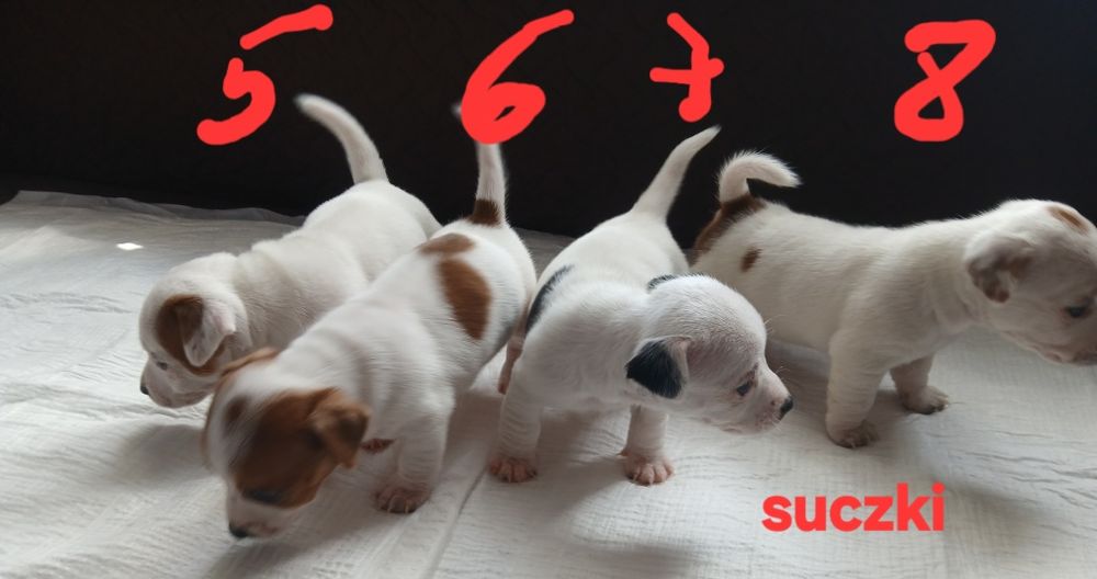 JACK RUssell Terrier