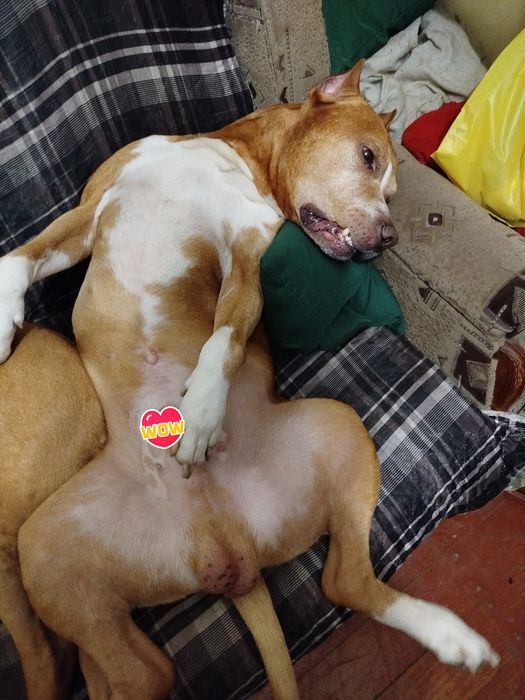 Стаффордширский терьер вязка