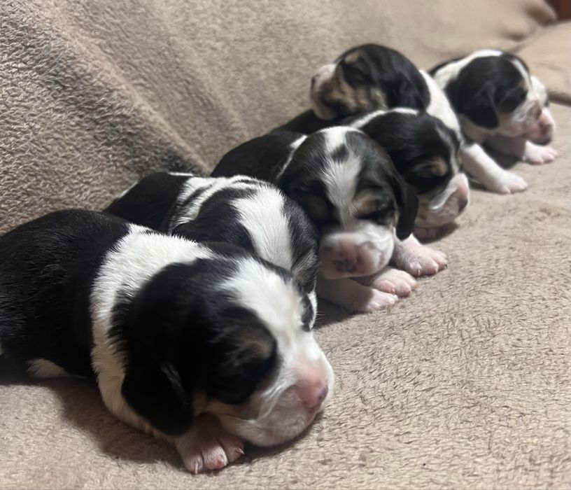 Щенки породи бігль. Біглята