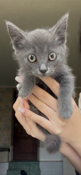 Кошенята Безкоштовно