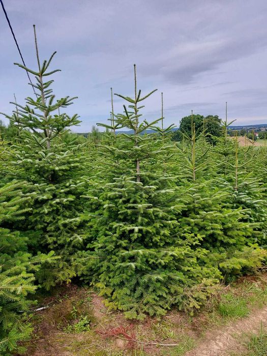 Jodła Kaukaska Cięta Hurta Detal Producent