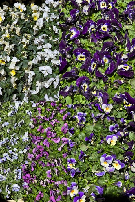 Bratki drobno i grubokwiatowe Stokrotki sprzedaz hurtowa