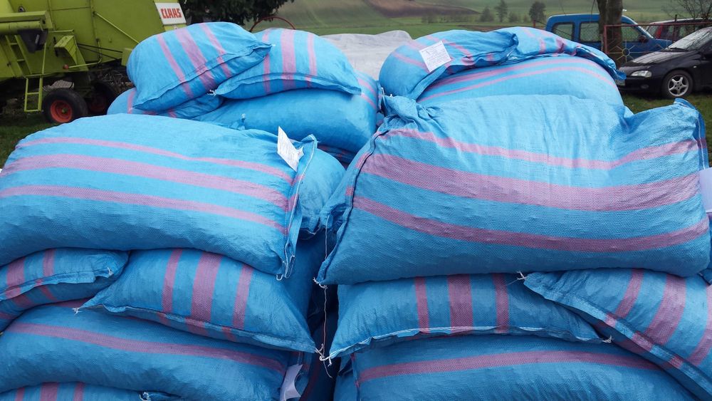 LUCERNA sorgo BÓB bobik łubin peluszka groch koniczyna rzodkiew płużna