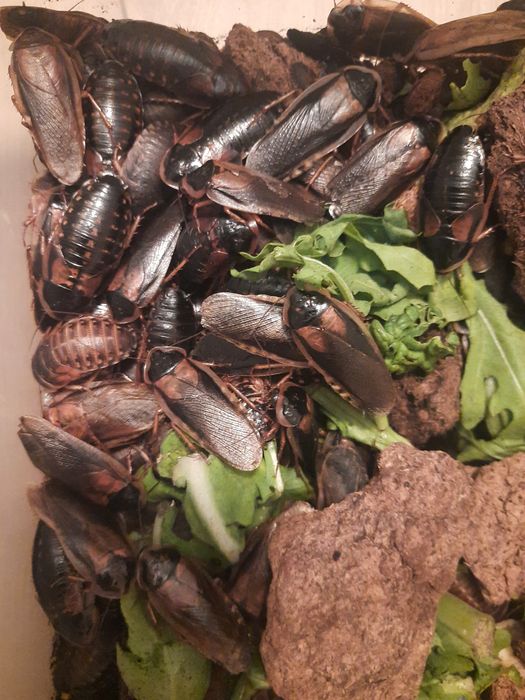 Dubia Karaczany Argentyńskie Karmówka 100sztuk