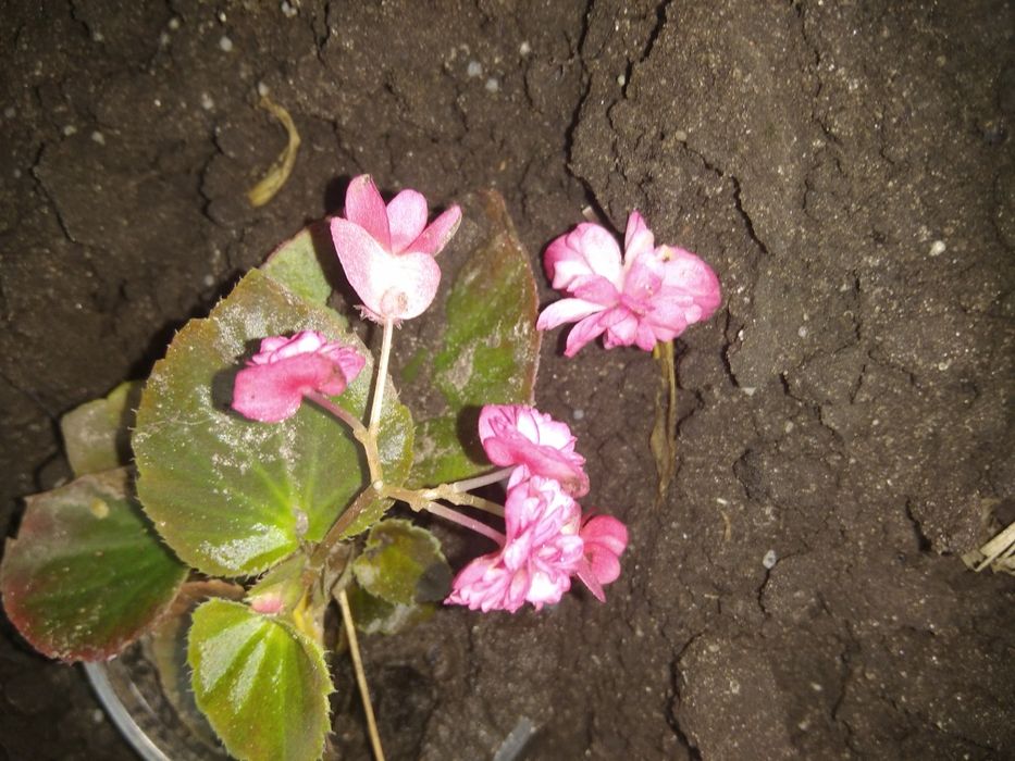 бегония вечноцветущая