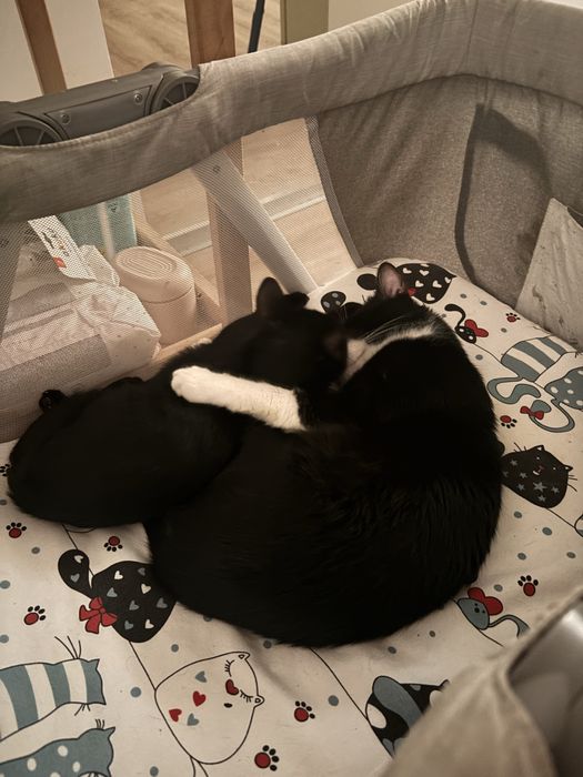 Oddam za darmo kocura