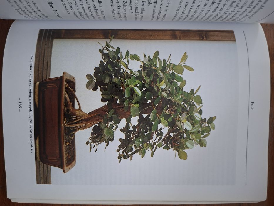 Robimy bonsai Wolfgang Kawollek