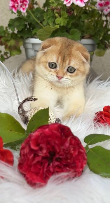 Кошеня Золота шиншила