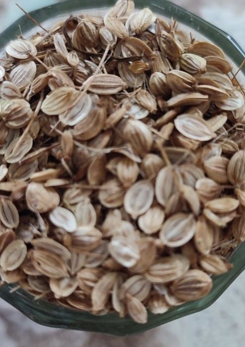 Пастернак домашній петрушка укроп семена насіння пастернаку