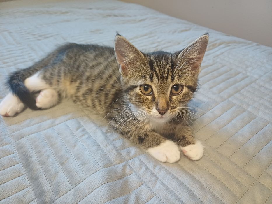 Maluchy do adopcji
