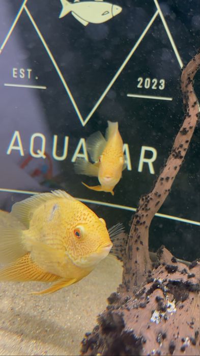 Varios peixes jumbos