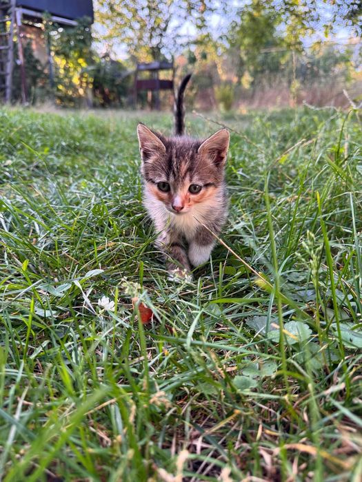 Кошенята шукають дім