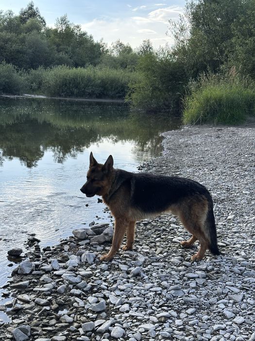 Німецька Вівчарка(хлопчик) для пари
