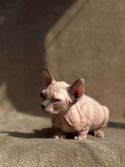 Кіт sphynx ELF ельф