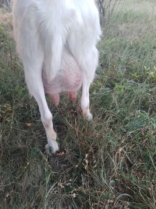 Продам козу полтавська область