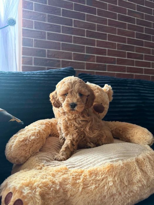 cavapoo f1b hybryda Cavapoo Pies