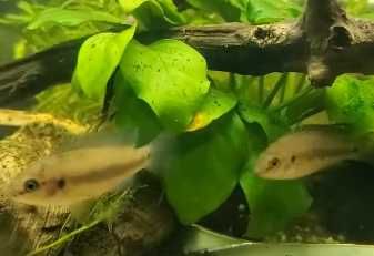 ciclideo joia super red \ hemichromis exsul 3-4cm