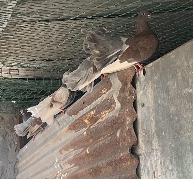 Patos e pombas de leque