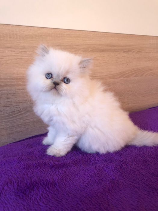 Fêmea Scottish Straight Highland