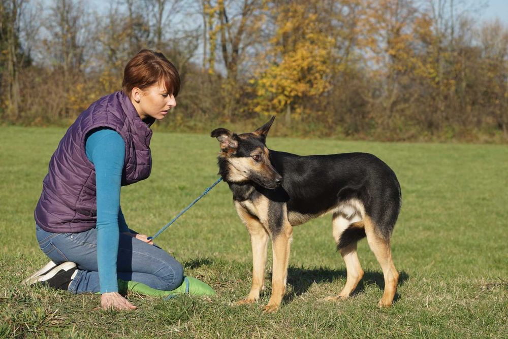 Maximo - czujy piesek szuka domu