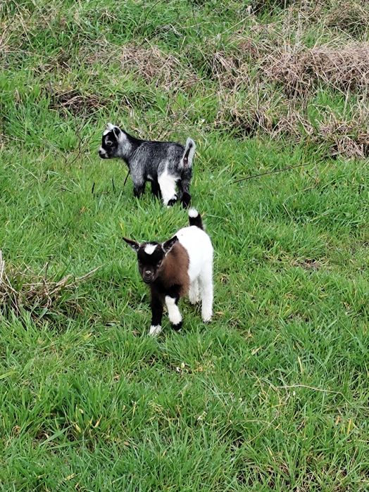 Vendo casal de cabras anãs nascidas a 08Fev