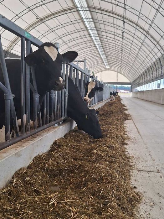 Oryginalne HaleNaBale.pl pod bydło 16x30 wietrz. boczne i kalenicowe