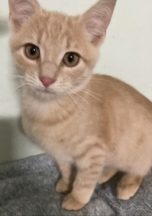 Прилаштовується у добрі ручки !