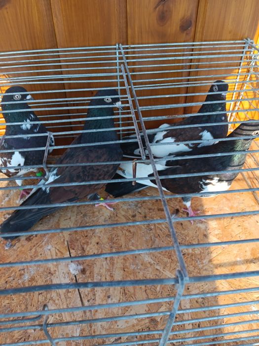 Gołębie zamojskie murzyny roztoczanskie