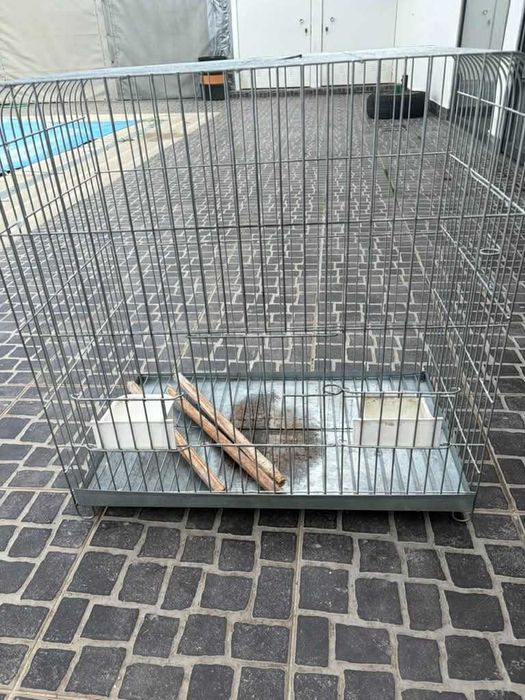 Gaiola grande (papagaio)