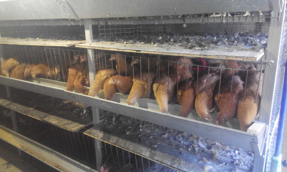 доминант 4 мес..