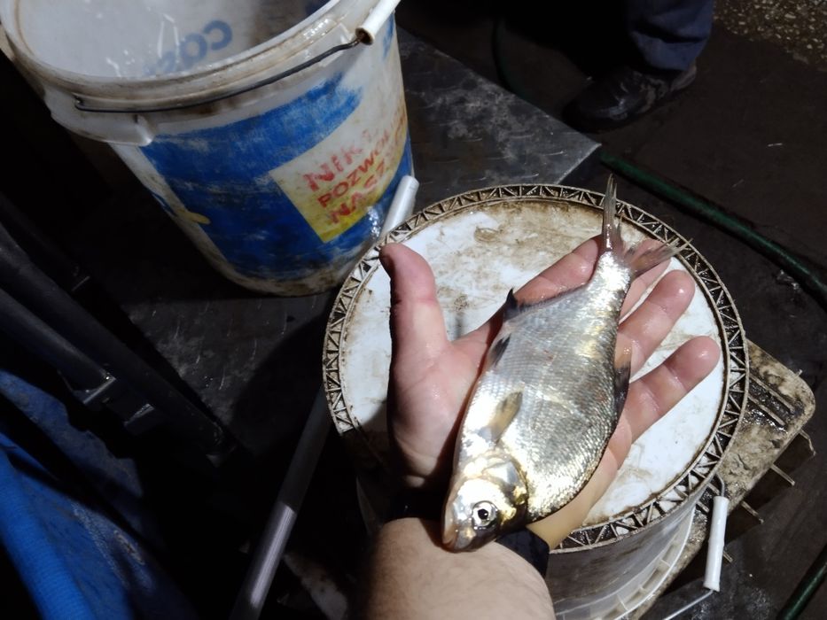 Amur sandacz karp leszcz pstrąg