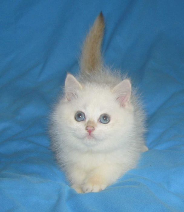 Шикарний синьоокий британський хлопчик