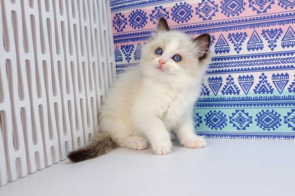 У продажу хлопчик з розплідника -РЕГДОЛЛ//Ragdoll-