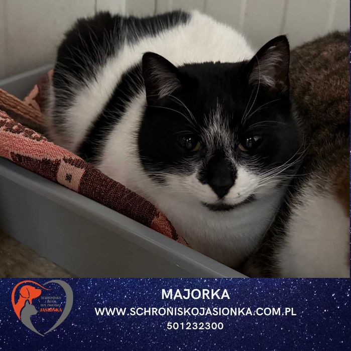 MAJORKA do adopcji Schronisko Jasionka