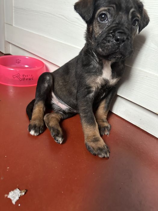 Цуценята Кане Корсо Одеса