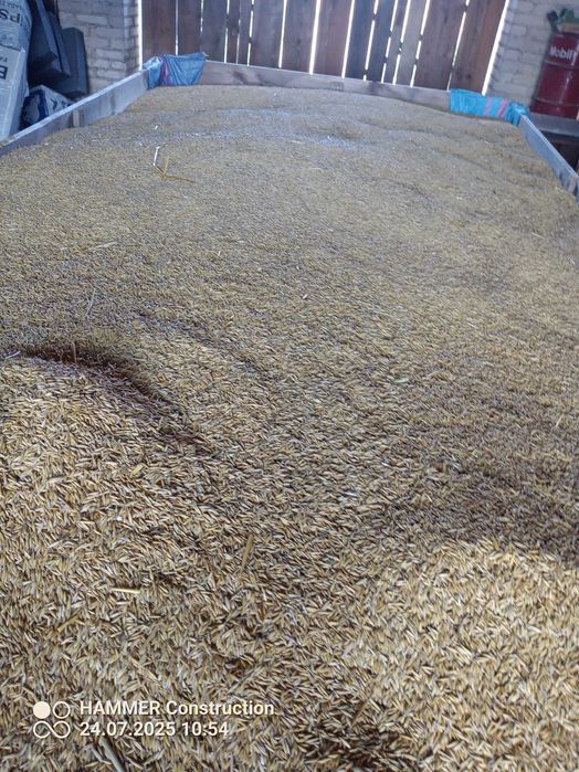 Owies ozimy skos 2025 ladny