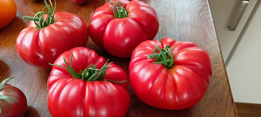 Nasiona pomidorów dużo odmian