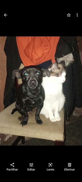 Dá-se picher porte pequeno